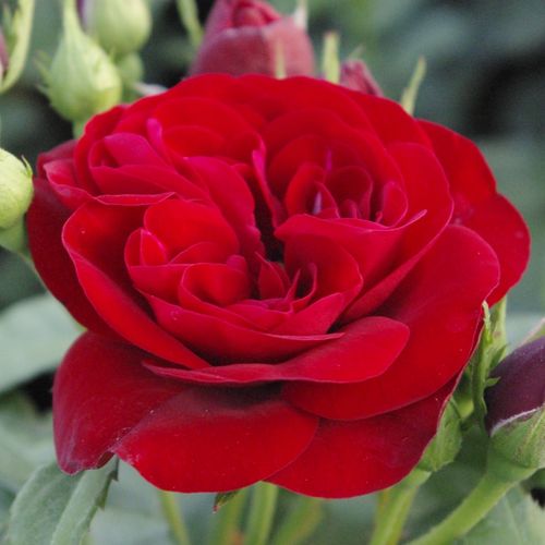 Rosa Dalli Dalli® - rosso - rose floribunde